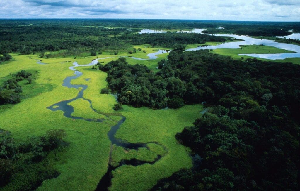 22 Giugno, Giornata Mondiale Della Foresta Pluviale | WWF Italia