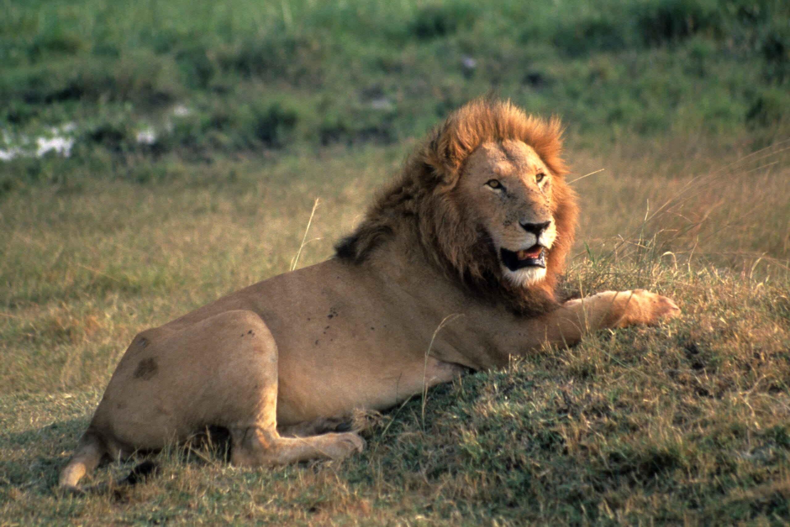 Il Re Leone  infoSOStenibile