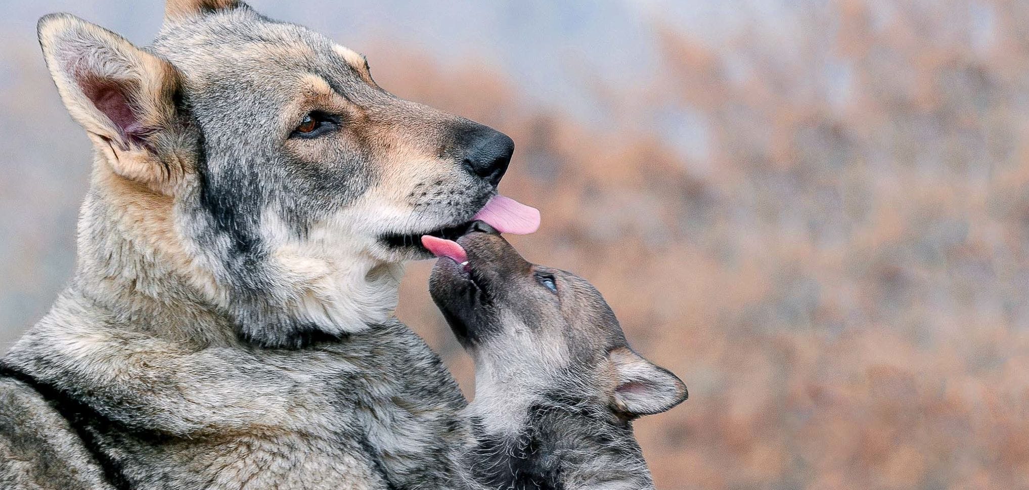 Von der Leyen contro la protezione del lupo in Europa