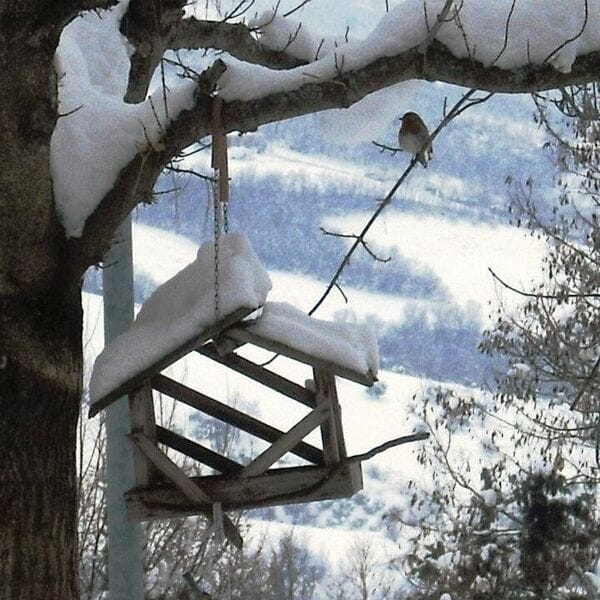 Come aiutare gli uccelli selvatici durante l'inverno