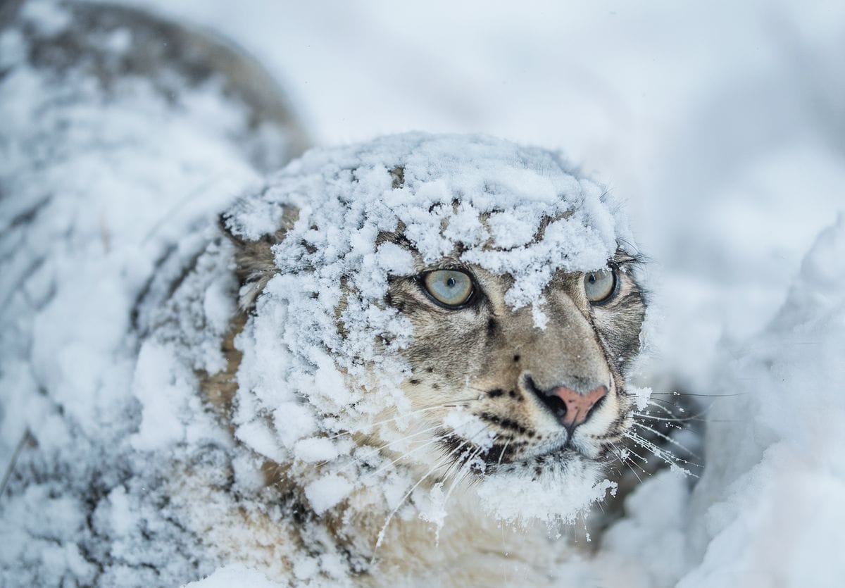 nuova specie di leopardo