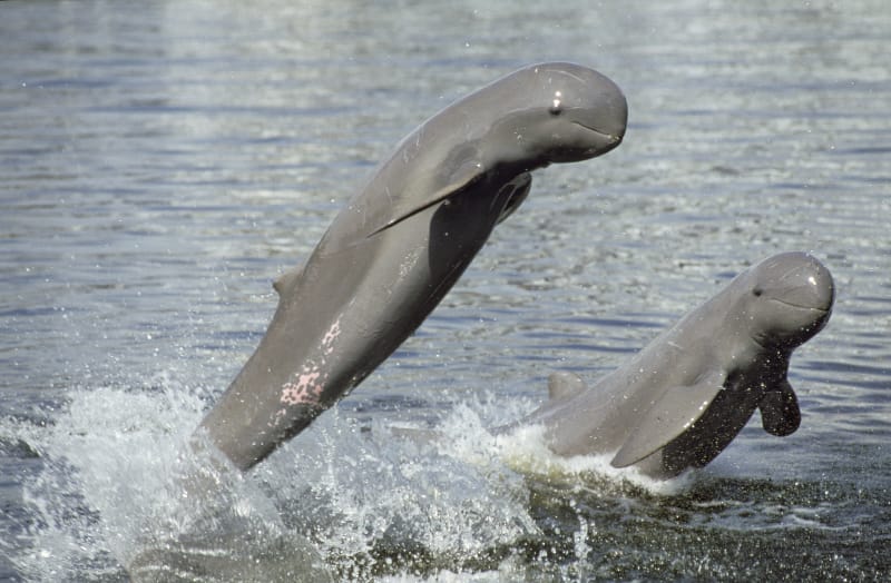 Il delfino di fiume del Mekong sempre più a rischio | WWF Italia