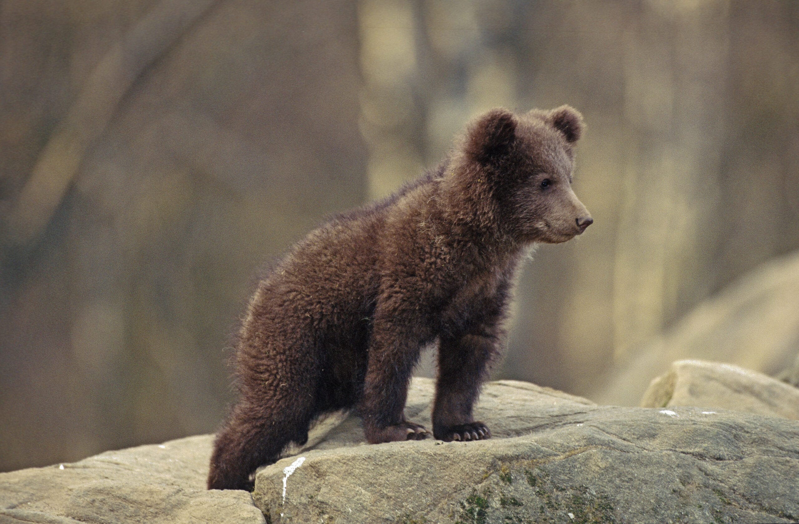 Un nuovo documento per la coesistenza uomo-orso nelle Alpi