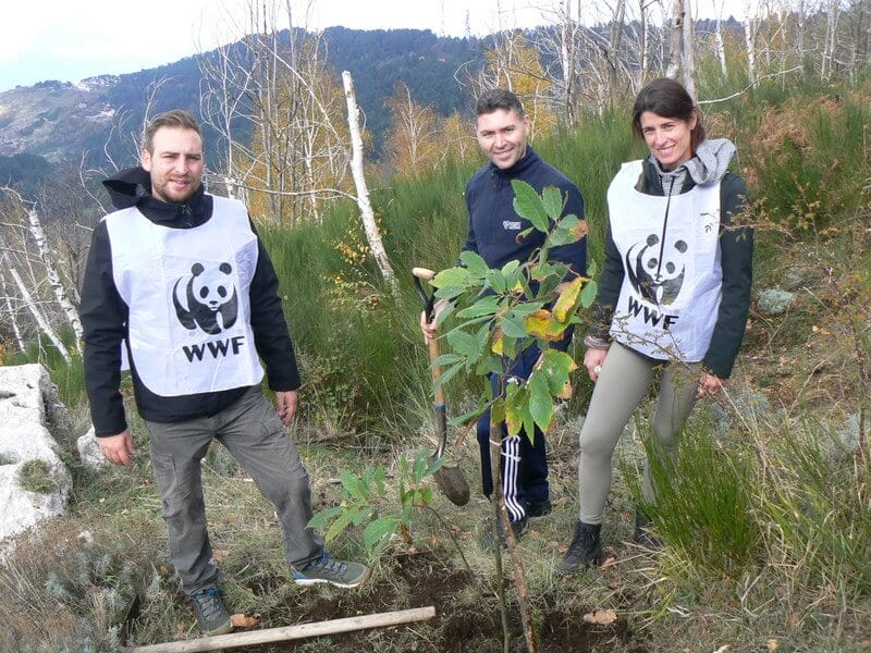 Enigmistica per la Giornata nazionale degli alberi (21 novembre