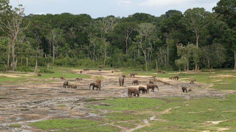 elefanti di foresta