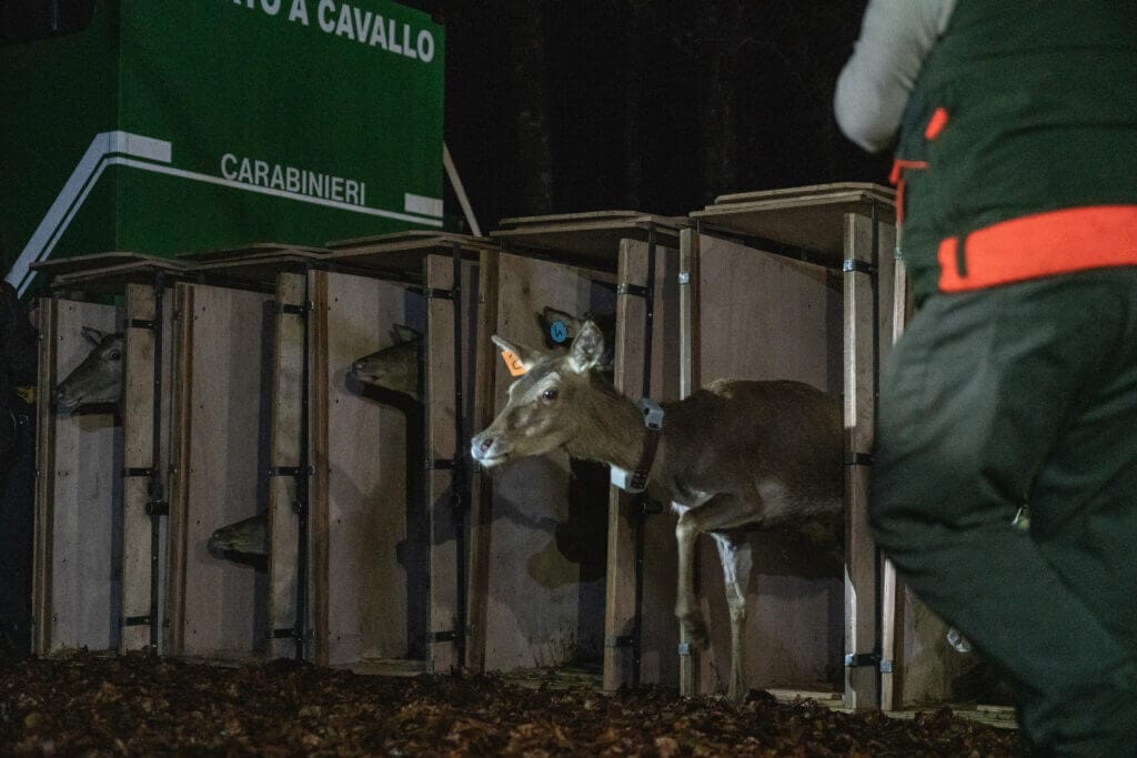 Torna in natura il cervo italico al via un progetto per salvarlo | WWF  Italia