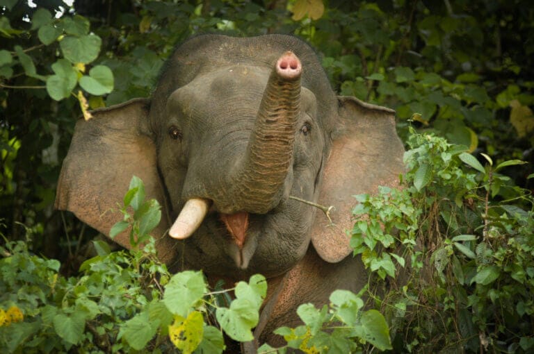 Elefante Malaysia