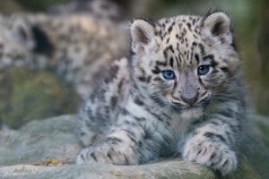 Cucciolo Leopardo delle Nevi© naturepl.com - Edwin Giesbers- WWF