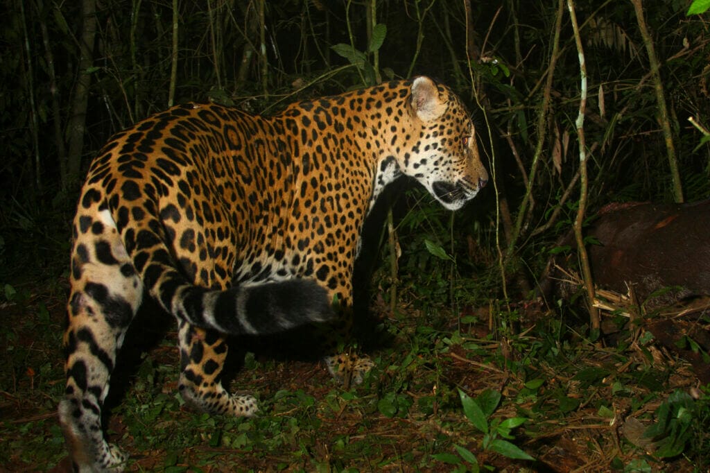 giaguaro 