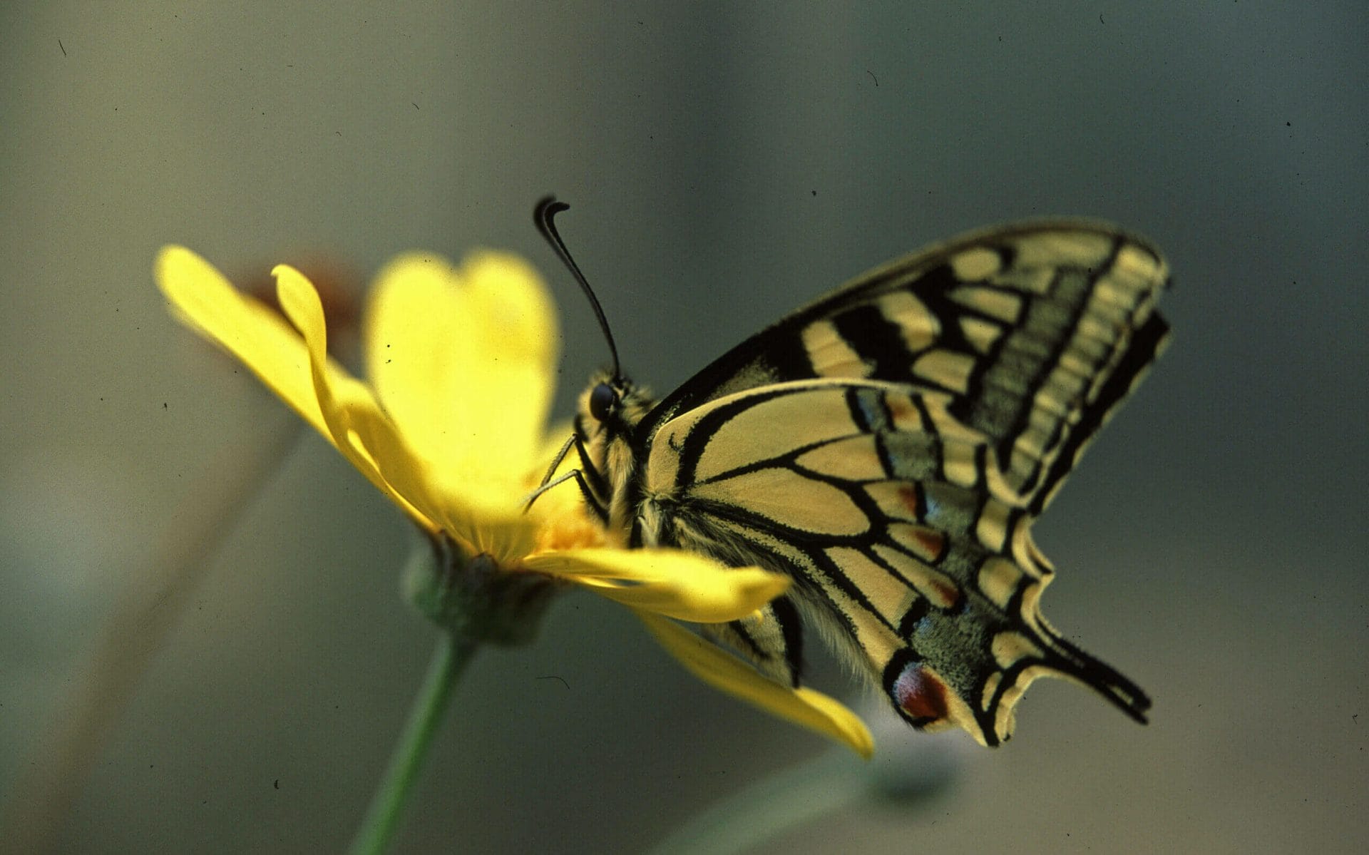 farfalla