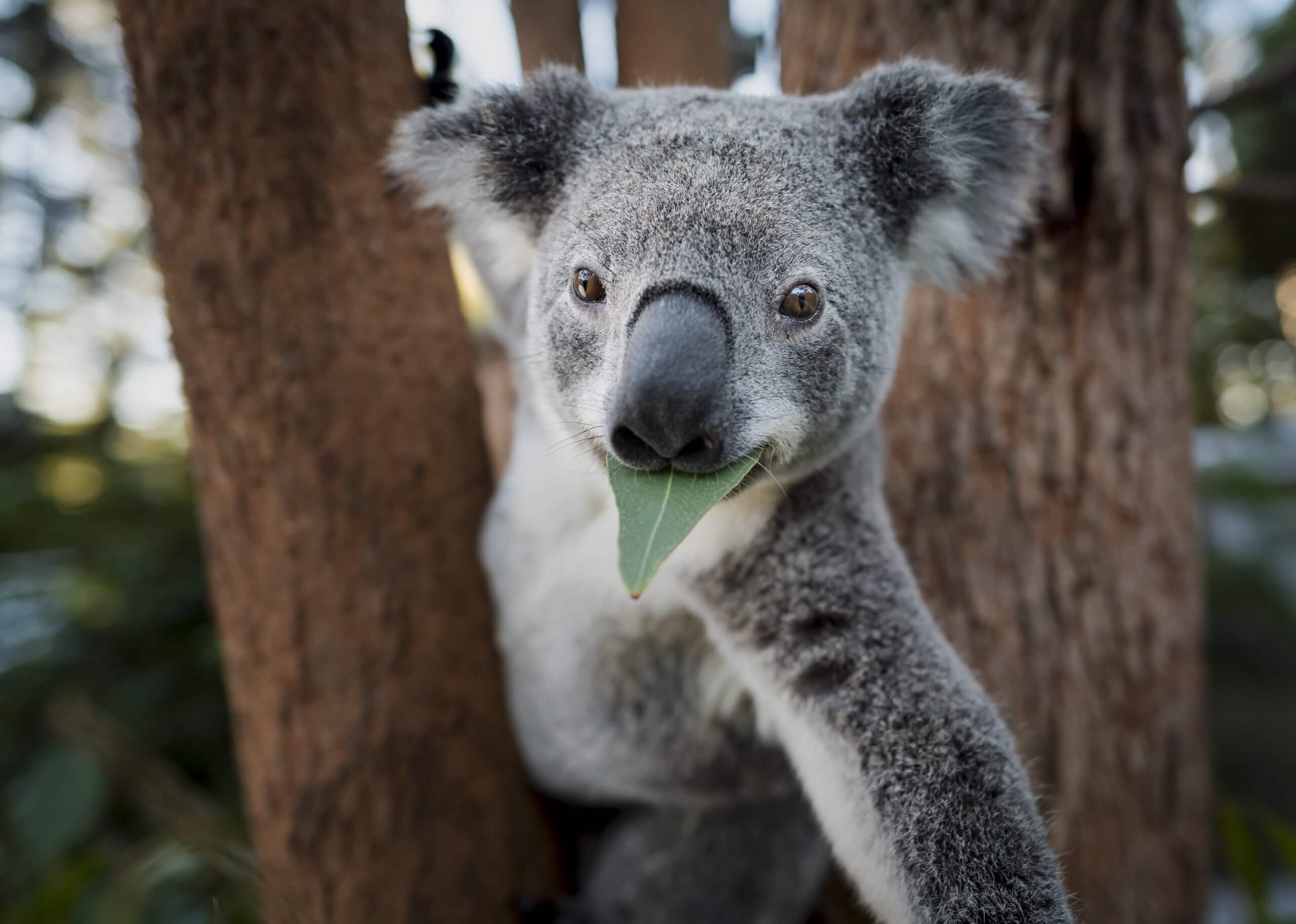 Koala, Animali in via di estinzione e specie a rischio