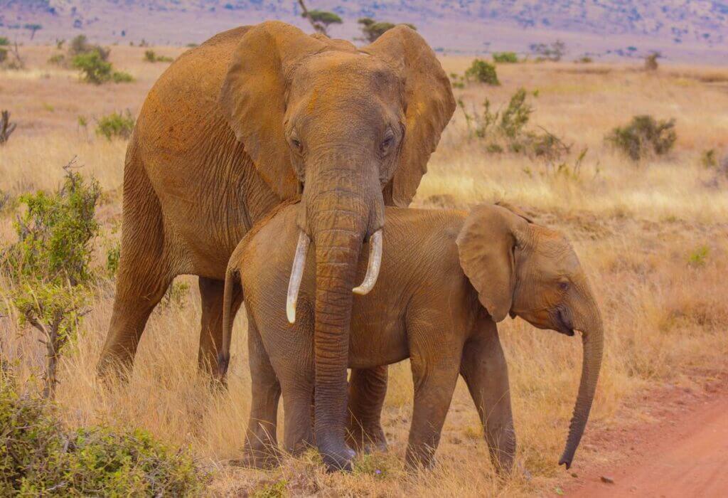 elefanti