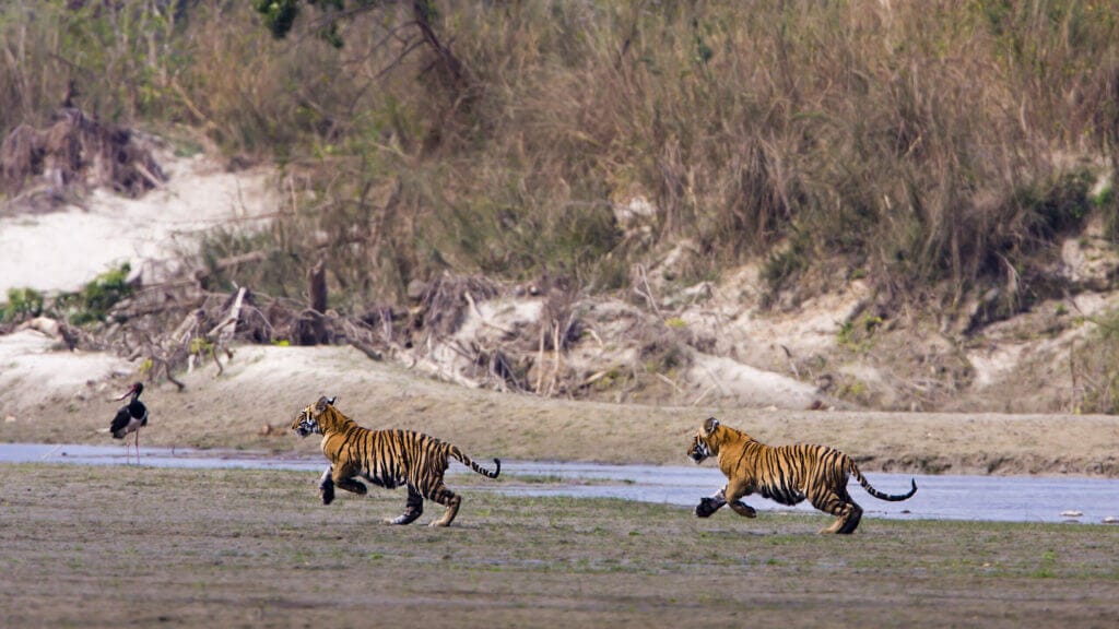 tigri in India