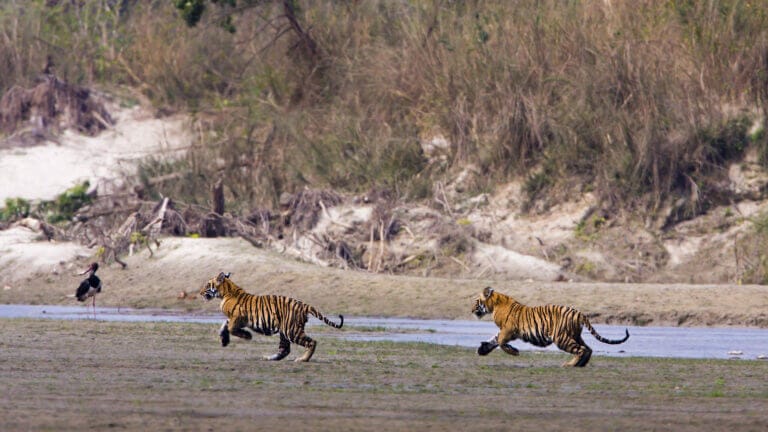 tigri in India