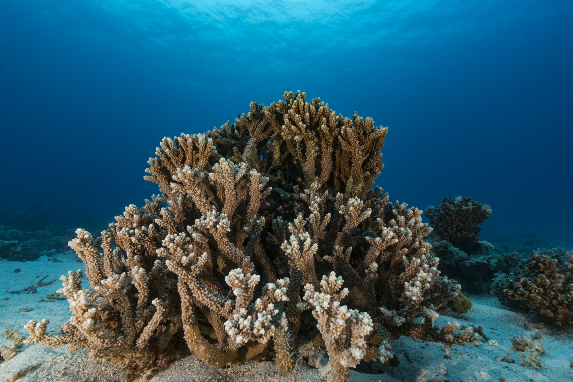 Barriere coralline: difendiamo le specie in esse ospitate
