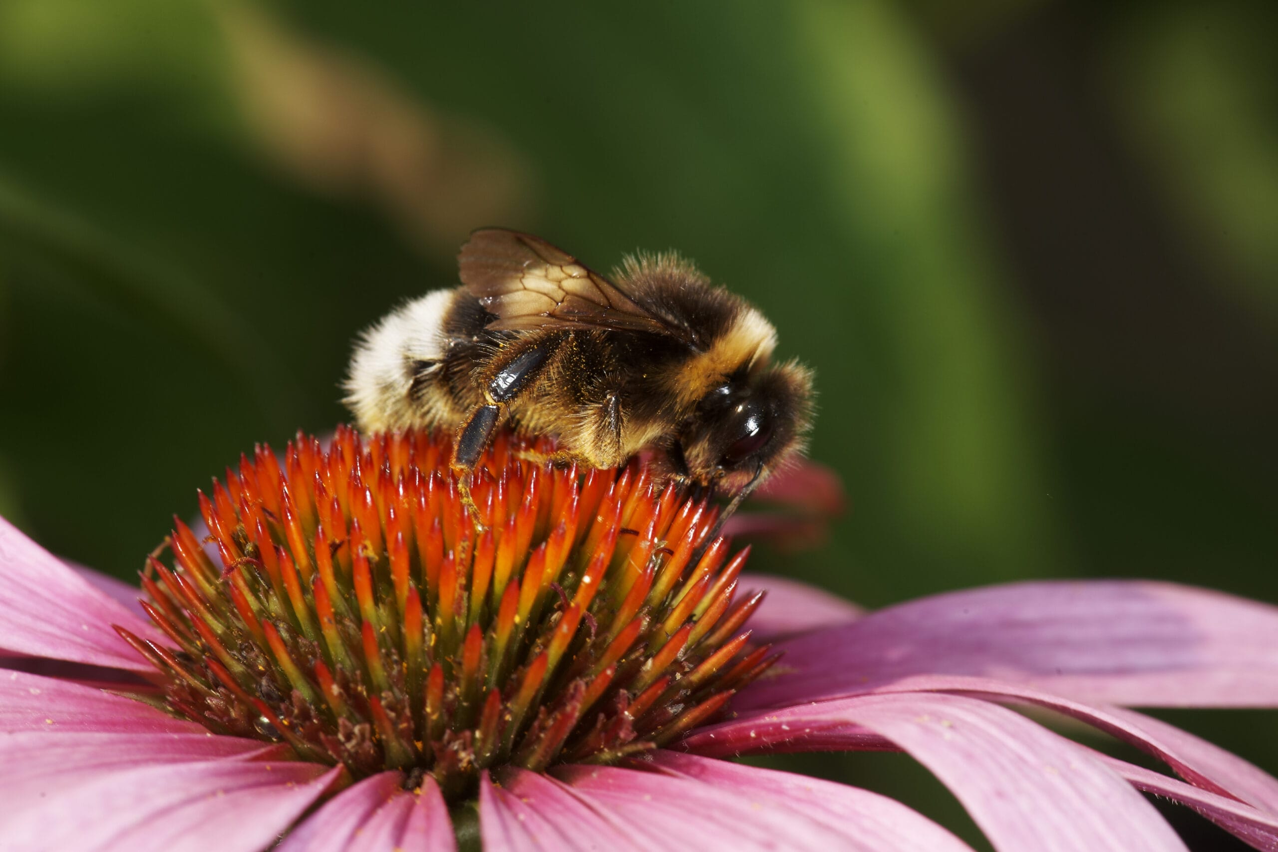 Ma è vero che i moscerini sono degli insetti impollinatori?