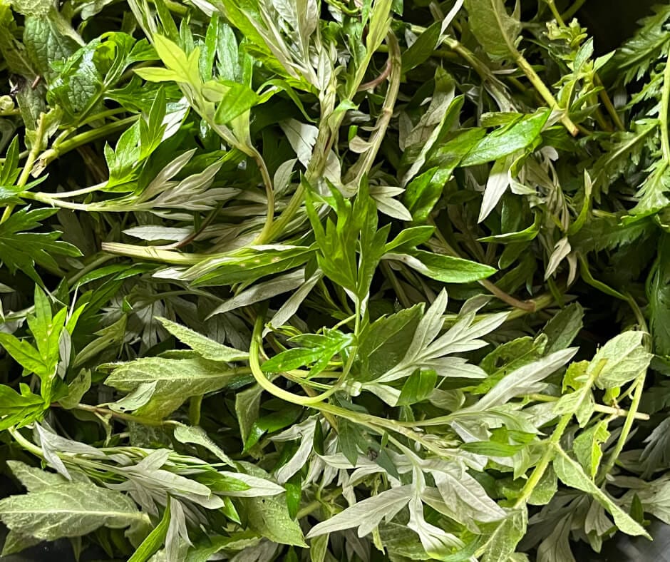 Artemisia e mentuccia