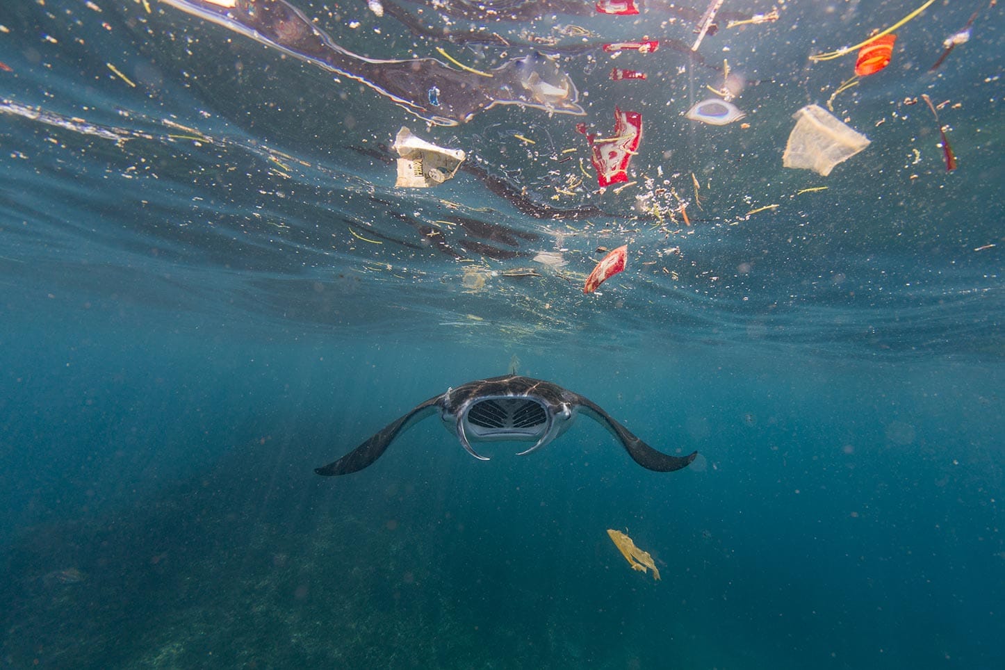 Plastica In Mare, La Prima Causa Di Inquinamento | WWF Italia