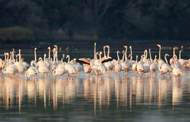 WWF Italia | Sito Ufficiale | A tutela dell'ambiente e degli animali