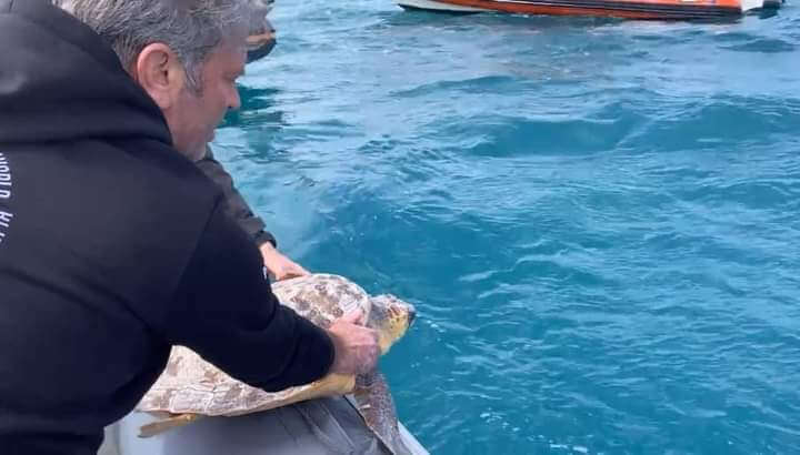 Molfetta liberazione tartaruga marina