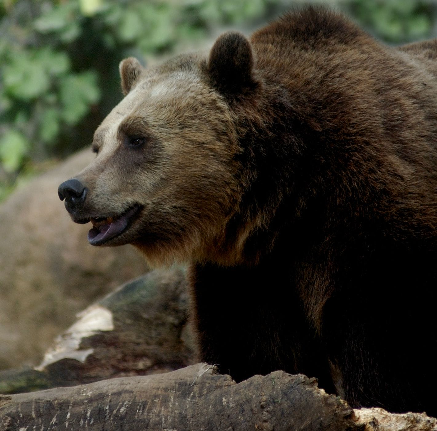 Orso bruno, Animali in via di estinzione e specie a rischio