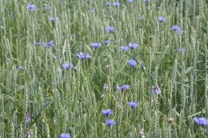 grano, agricoltura biologica