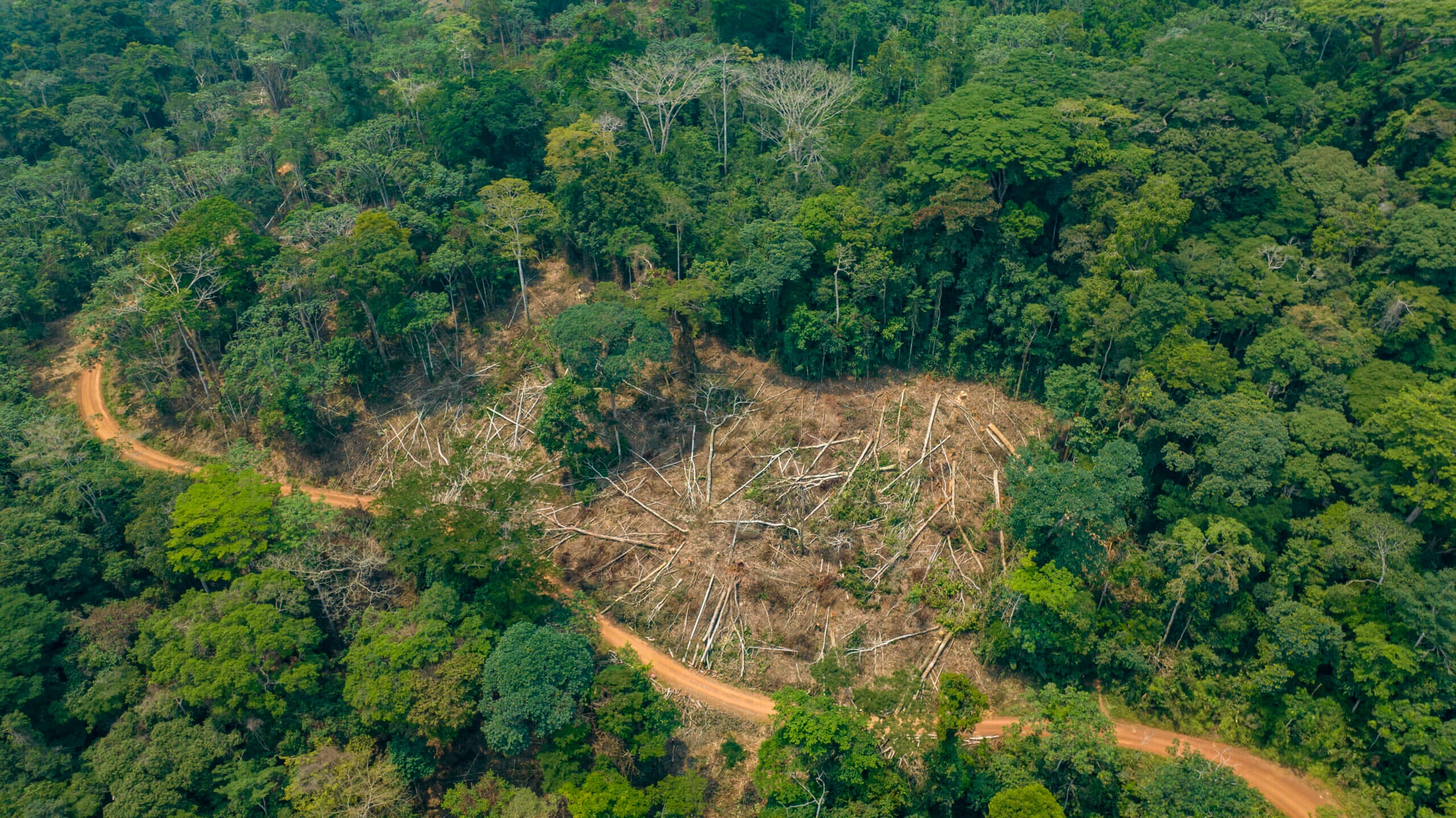 22 Giugno, Giornata Mondiale Della Foresta Pluviale | WWF Italia