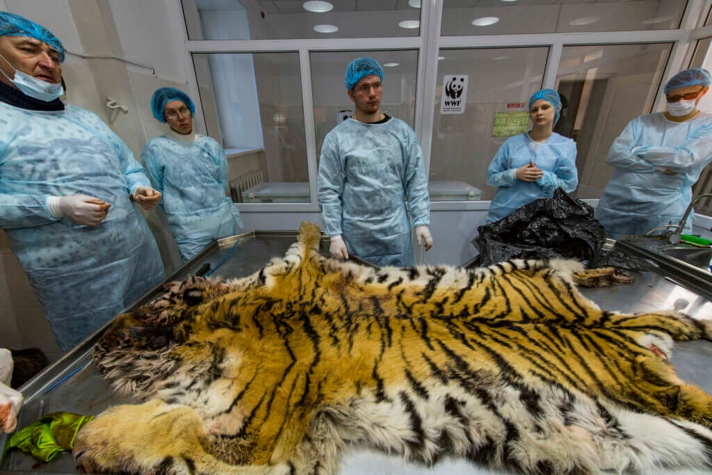 pelle di tigre