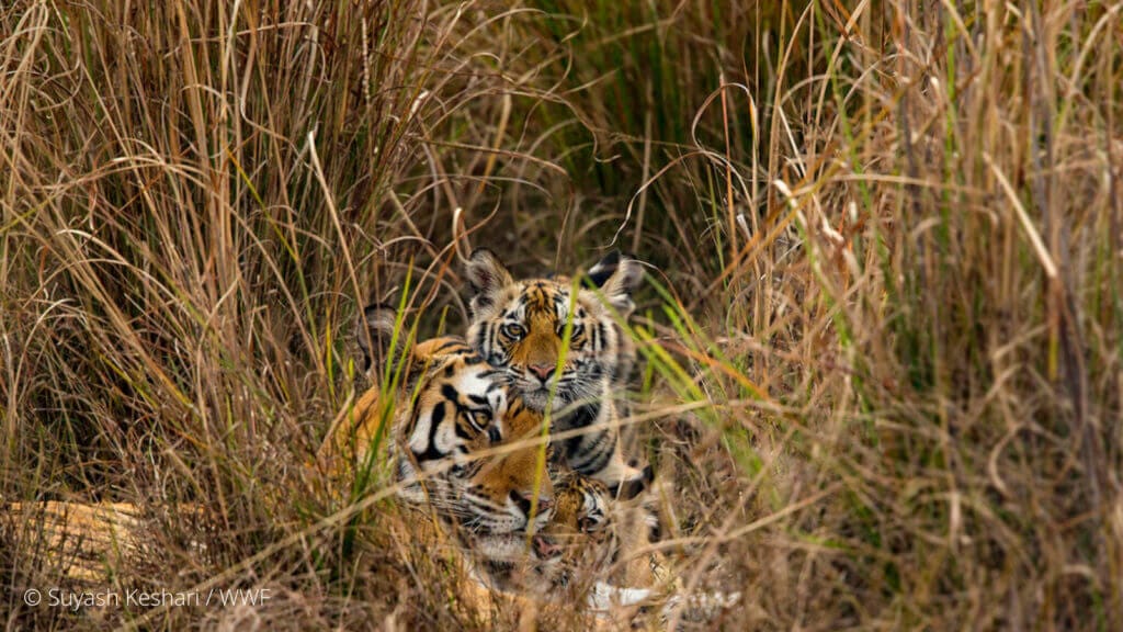 tigre