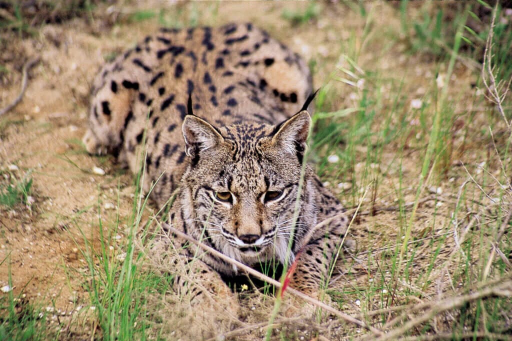 Lince iberica